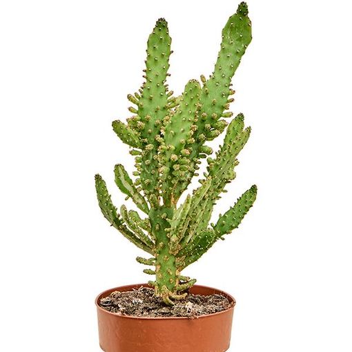 Euphorbia monacantha