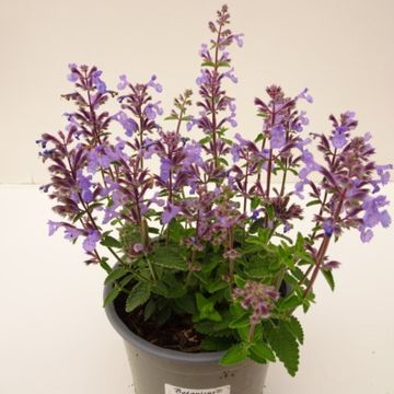 Nepeta x faassenii