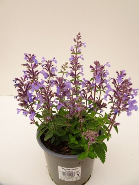 Nepeta x faassenii
