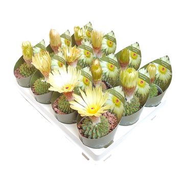 Notocactus buiningii