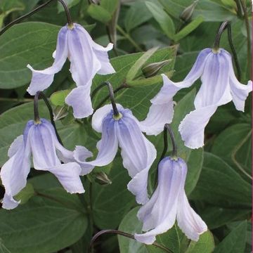 Clematis TWINKLE (I)