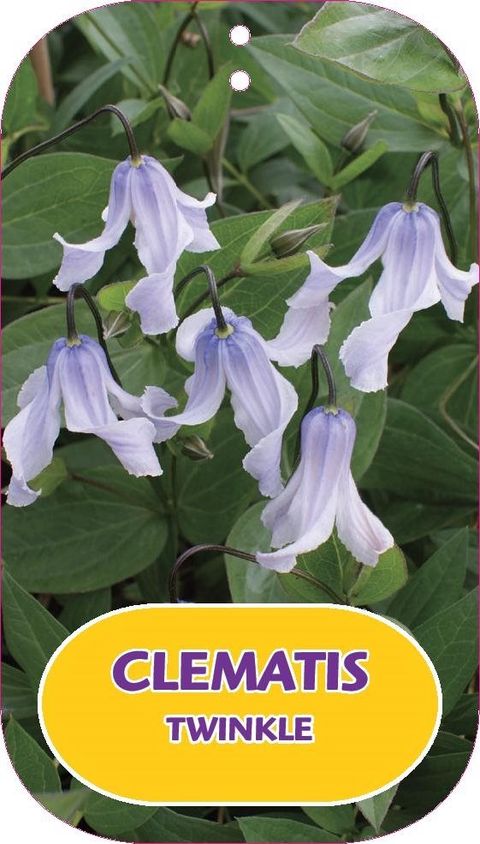 Clematis TWINKLE (I)