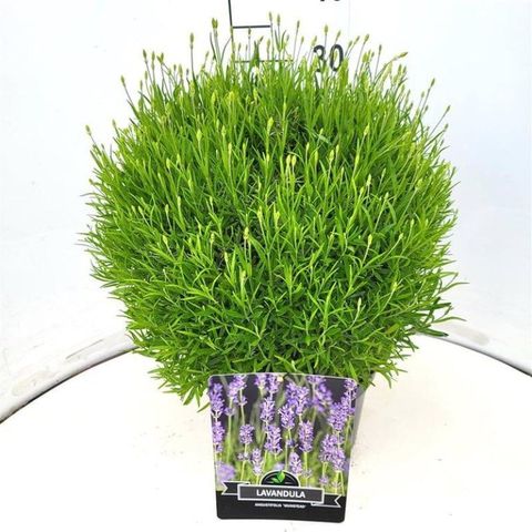 Lavandula angustifolia 'Munstead'