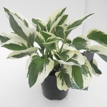 Hosta 'Patriot'
