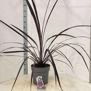 Cordyline FESTIVAL BURGUNDY