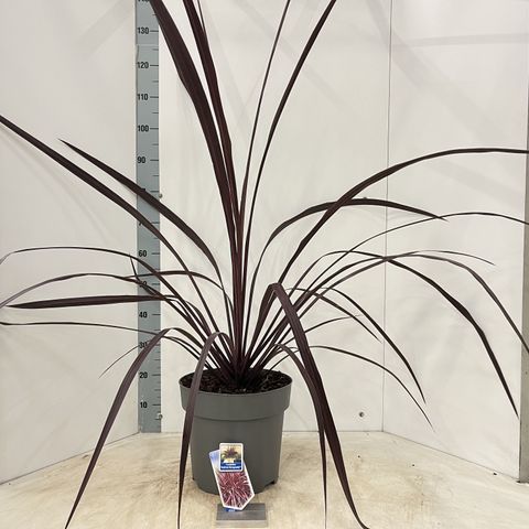Cordyline FESTIVAL BURGUNDY