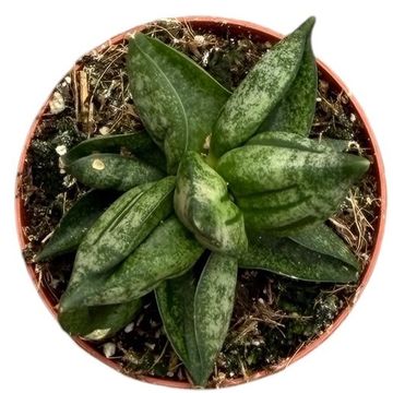Sansevieria 'Pyramid'