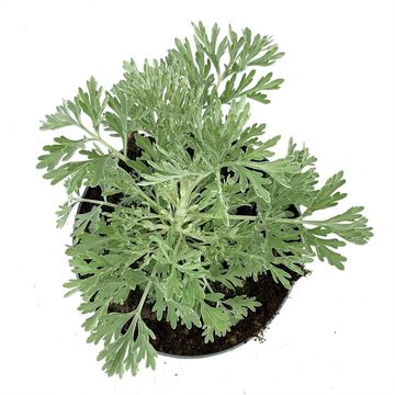 Artemisia 'Powis Castle'