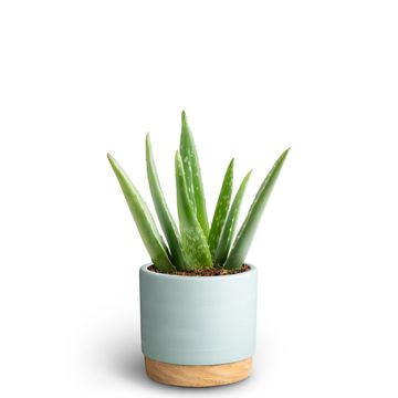 Aloe vera
