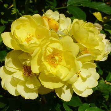 Rosa GOLDEN AGE