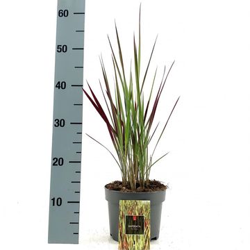 Imperata cylindrica 'Red Baron'