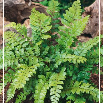 Polystichum polyblepharum