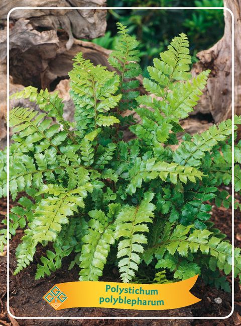 Polystichum polyblepharum