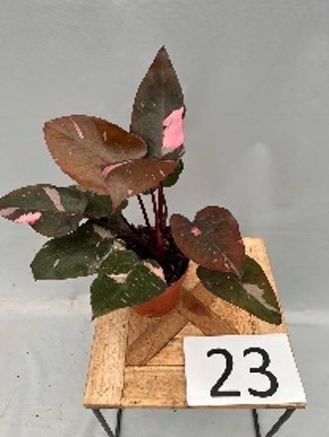 Filodendron 'Pink Princess'