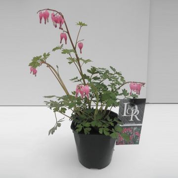 Dicentra spectabilis