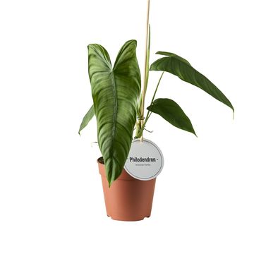 Philodendron sharroniae