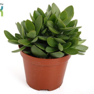 Crassula 'Moneymaker'