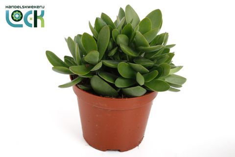 Crassula 'Moneymaker'