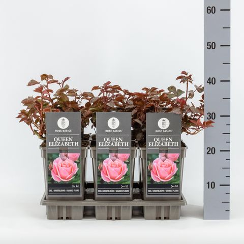 Rosa 'Queen Elizabeth'