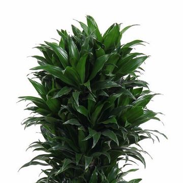 Dracaena fragrans 'Compacta'
