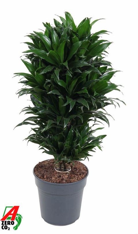 Dracaena fragrans 'Compacta'