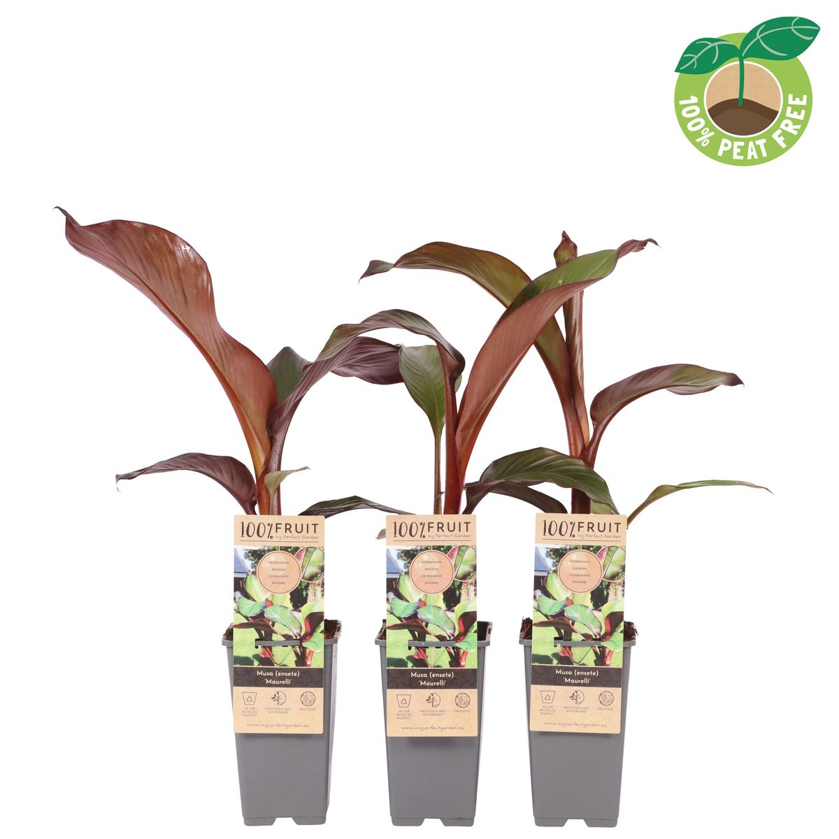 Ensete ventricosum 'Maurelii'  Plant Wholesale FlorAccess