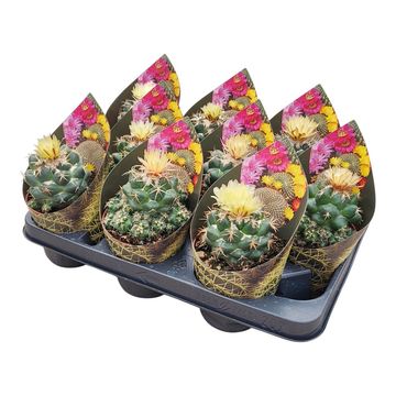 Coryphantha andreae
