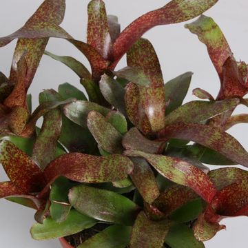Neoregelia 'Red Waif'