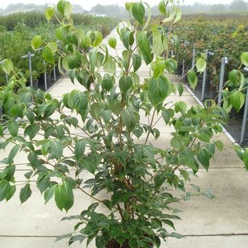 Cornus kousa 'China Girl'