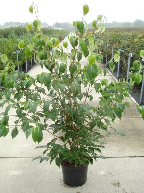 Cornus kousa 'China Girl'