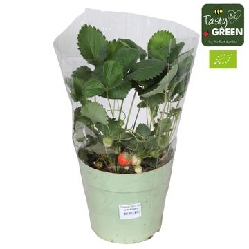 Fragaria x ananassa 'Ostara'