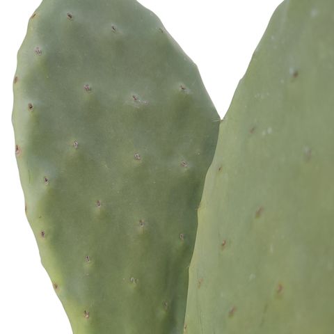 Opuntia ficus-indica