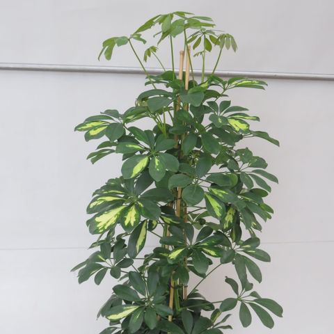 Schefflera arboricola 'Gold Capella' (Snoeker)