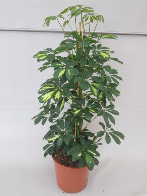 Schefflera arboricola 'Gold Capella'