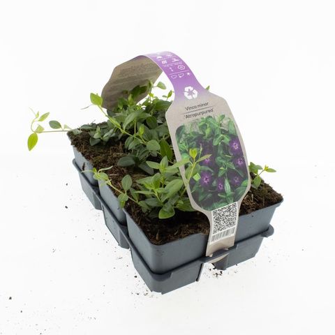 Vinca minor 'Atropurpurea'