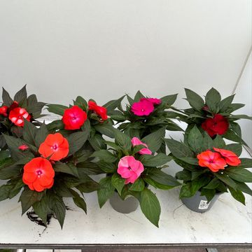 Impatiens NEW GUINEA MIX