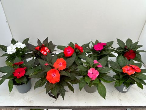 Impatiens NEW GUINEA MIX