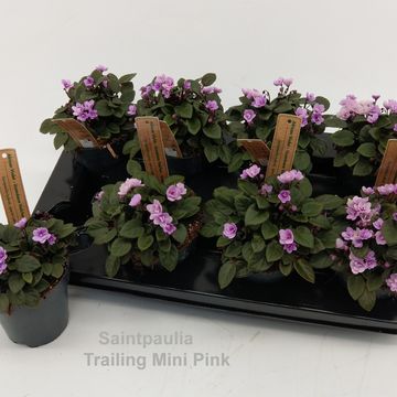 Saintpaulia TRAILING DOUBLE PINK