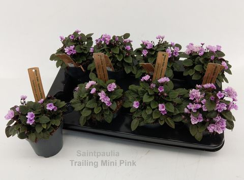 Saintpaulia TRAILING DOUBLE PINK