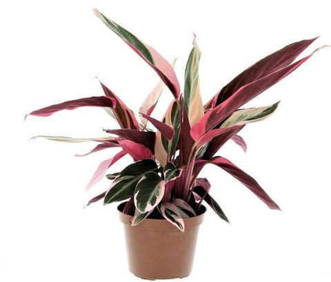 Stromanthe sanguinea 'Triostar'