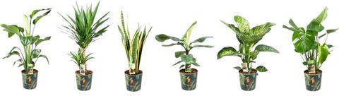 Φυτά εσωτερικού χώρου MIX