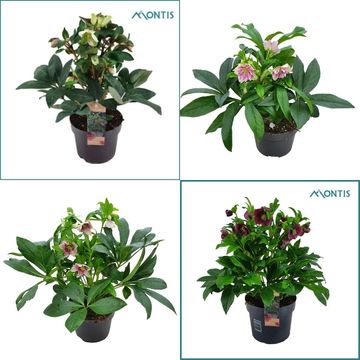 Helleborus orientalis VIV MIX