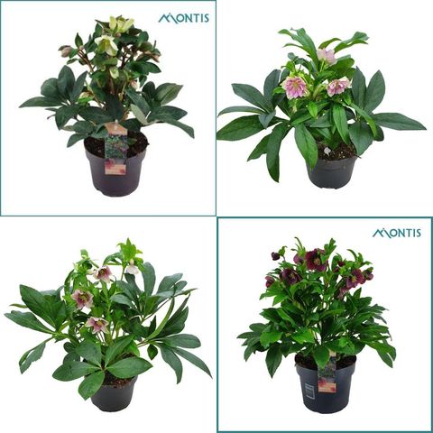 Helleborus orientalis VIV MIX