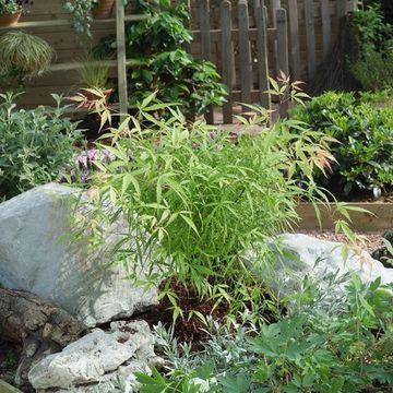 Acer palmatum 'Koto-no-ito'