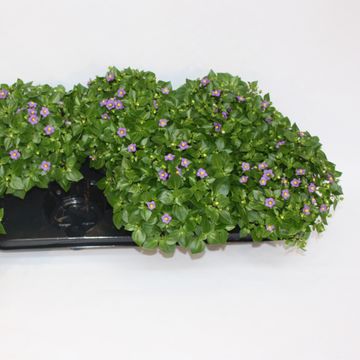 Exacum affine 'Blue Star'