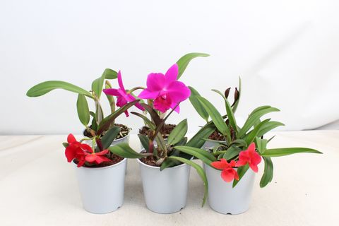 Cattleya MIX