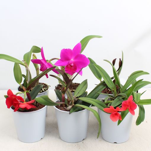 Cattleya MIX