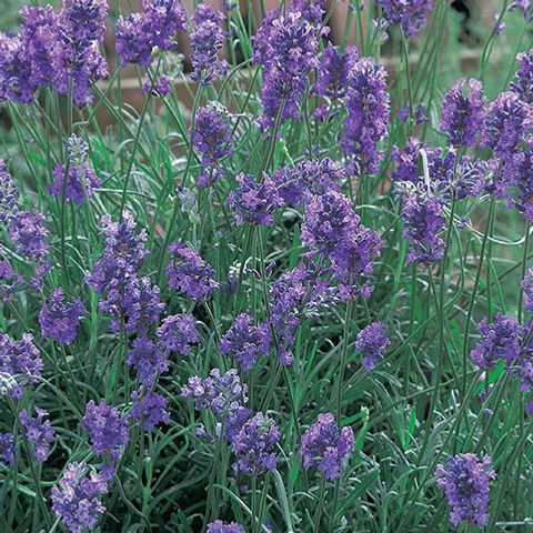Lavandula angustifolia 'Dwarf Blue' — Plant Wholesale FlorAccess