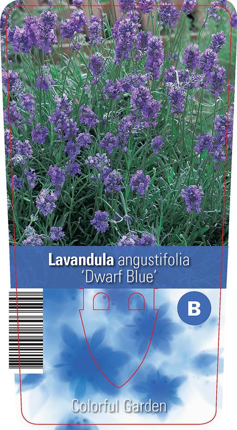 Lavandula angustifolia 'Dwarf Blue'