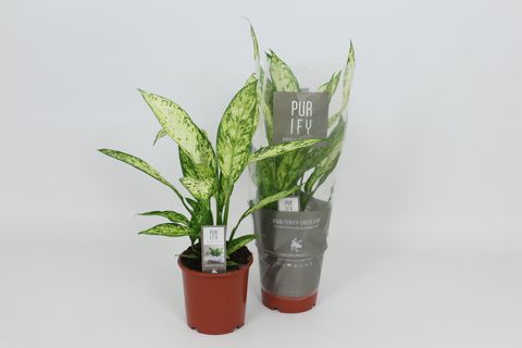 Dieffenbachia 'Vesuvius'